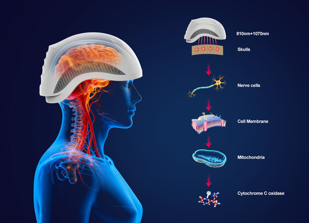 LuciPhi™ PBM Helmet - Advanced photobiomodulation for precise neurotechnology - Uno Vita AS