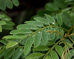 River of Life Vortex Water Revitalizer (3/4 inch) – Whole House