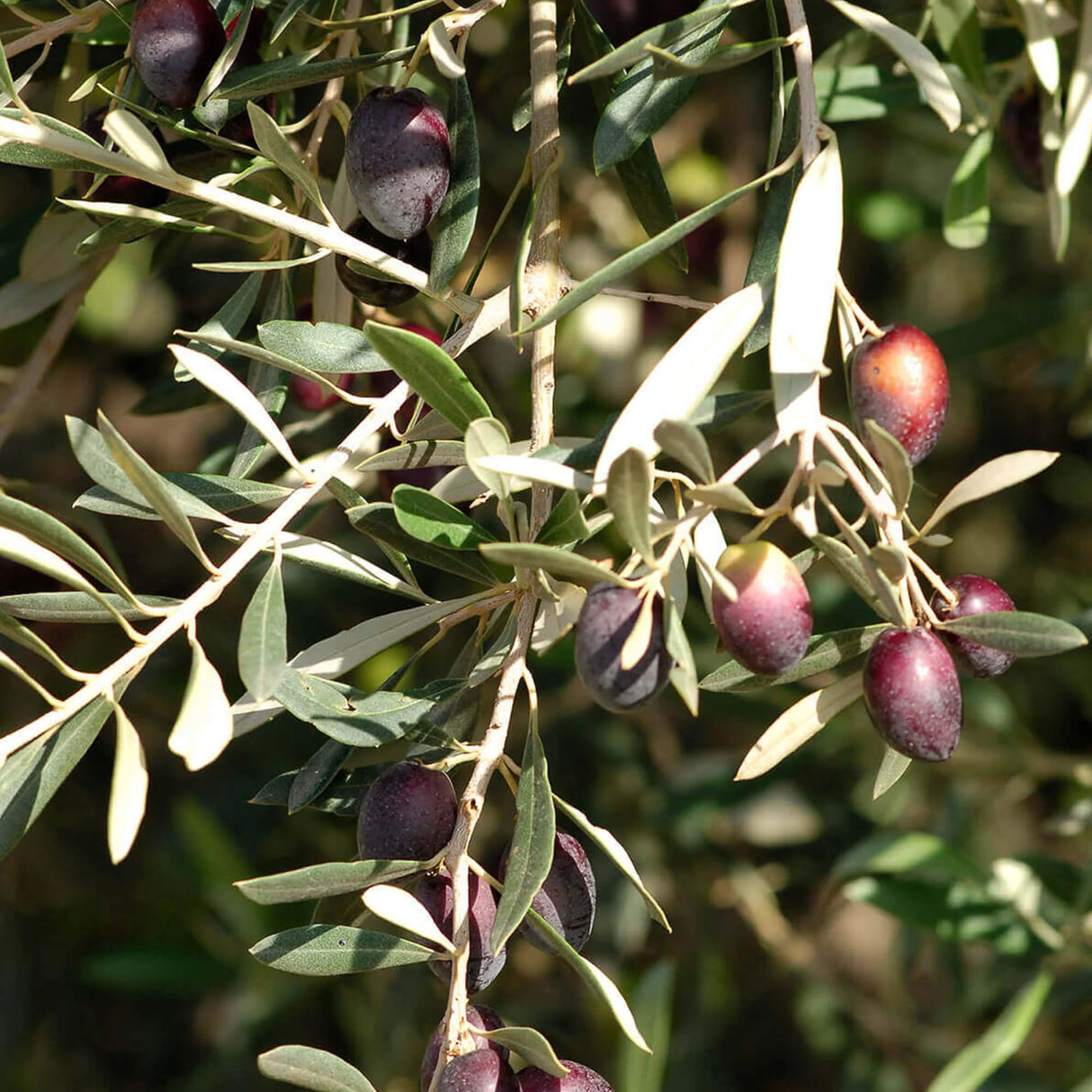 OLIVIE Anti-Age – Die ultimative organische Anti-Aging-Lösung