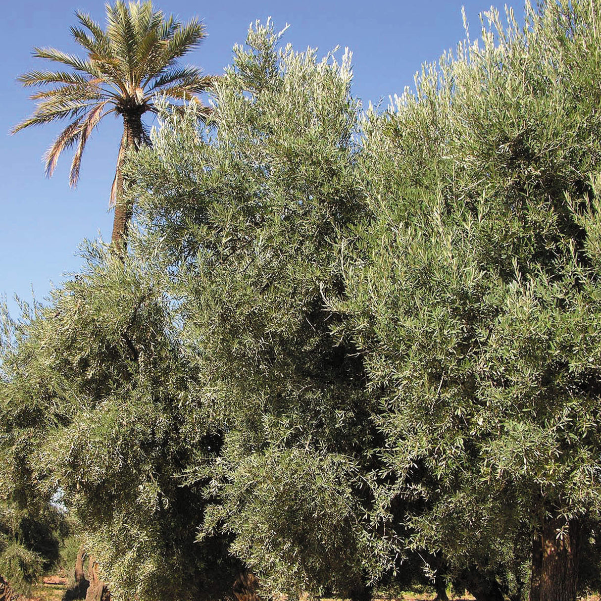 OLIVIE DERMAPSORIA - Fight Psoriasis and Eczema NATURALLY!