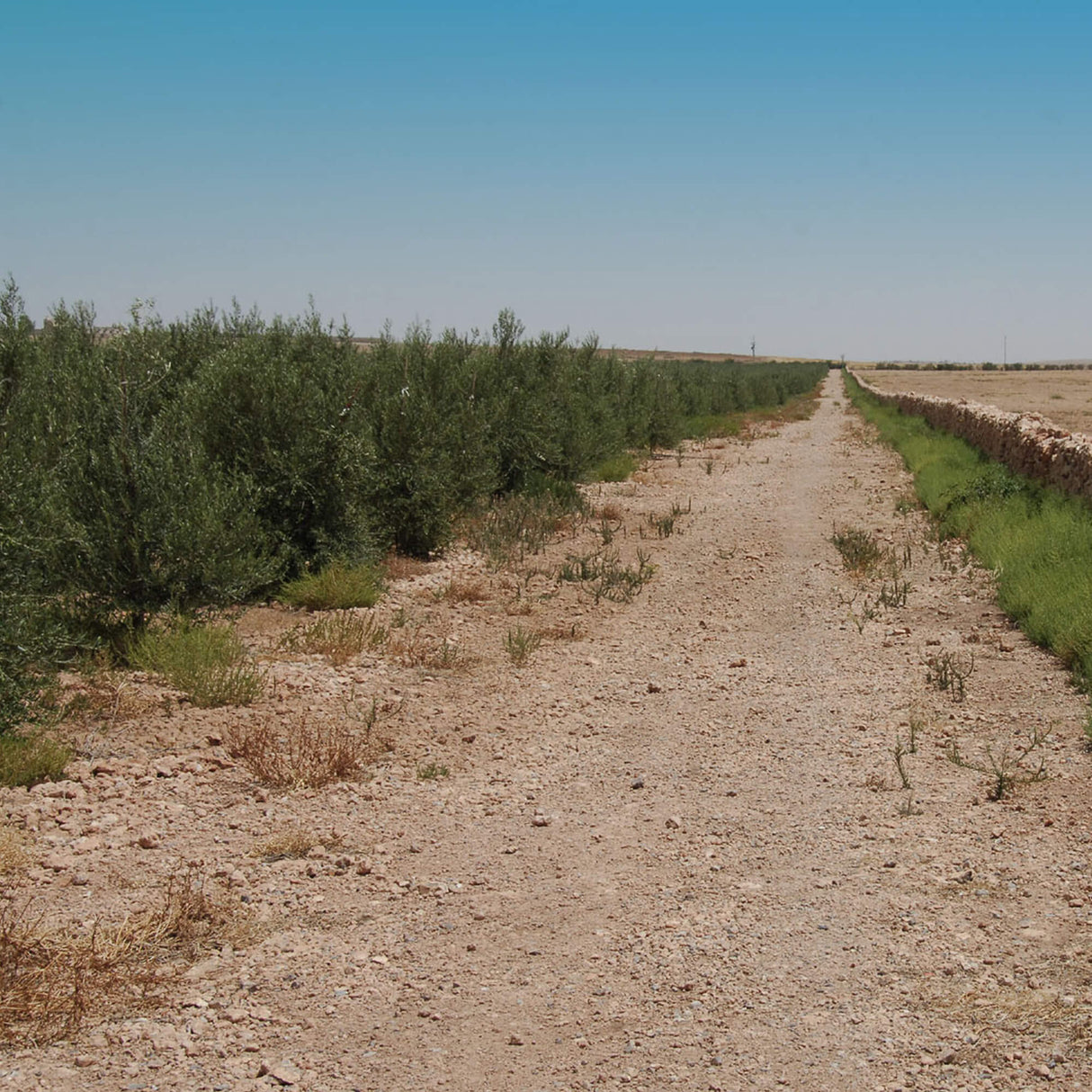 OLIVIE SMILE - Natural teeth whitening from desert olive trees