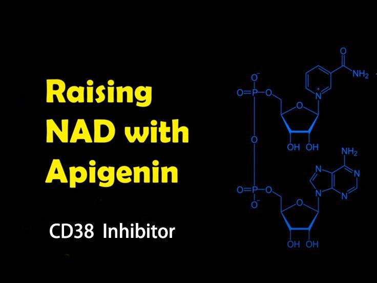 Apigenin - 50mg Optimal Dose (120 capsules) - Uno Vita AS