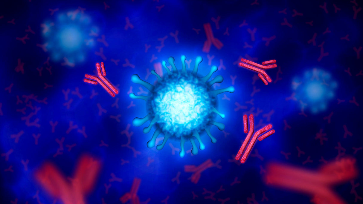 PHYCOCYANIN – Das Herz von Spirulina und 10K Phycocyanin