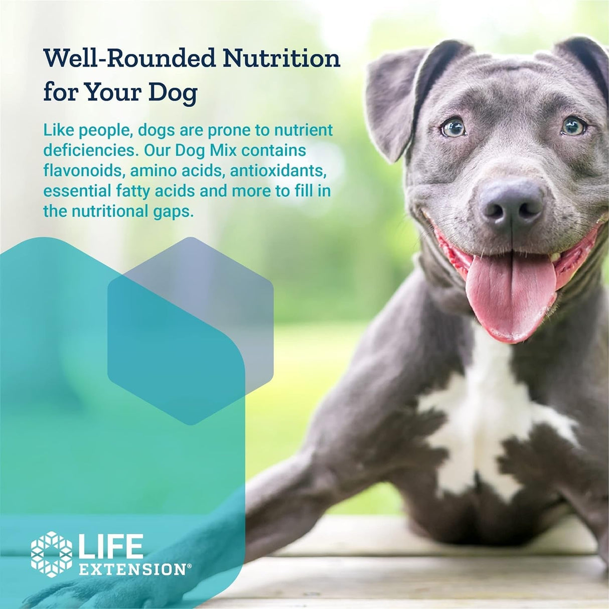 Mezcla para Perros - 100 gramos Soporte Nutricional para Perros - Uno Vita AS