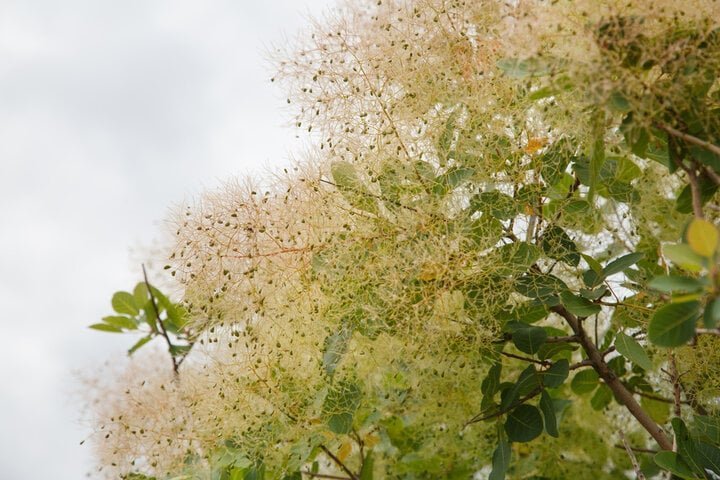 Fisetina Pro Liposomal, 150 mg - Uno Vita AS