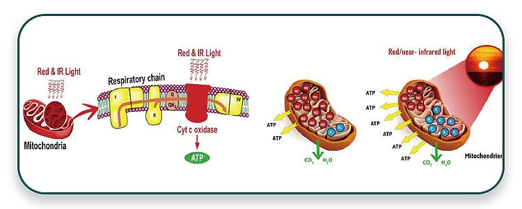 HD-Cure Pro Laser (Class III) - Uno Vita AS