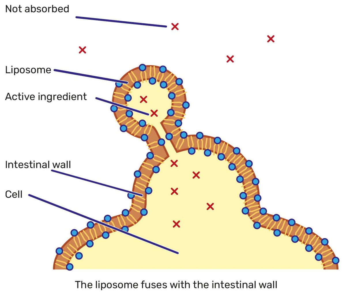 Liposomal Curcumin 150 mg 180 - Uno Vita AS