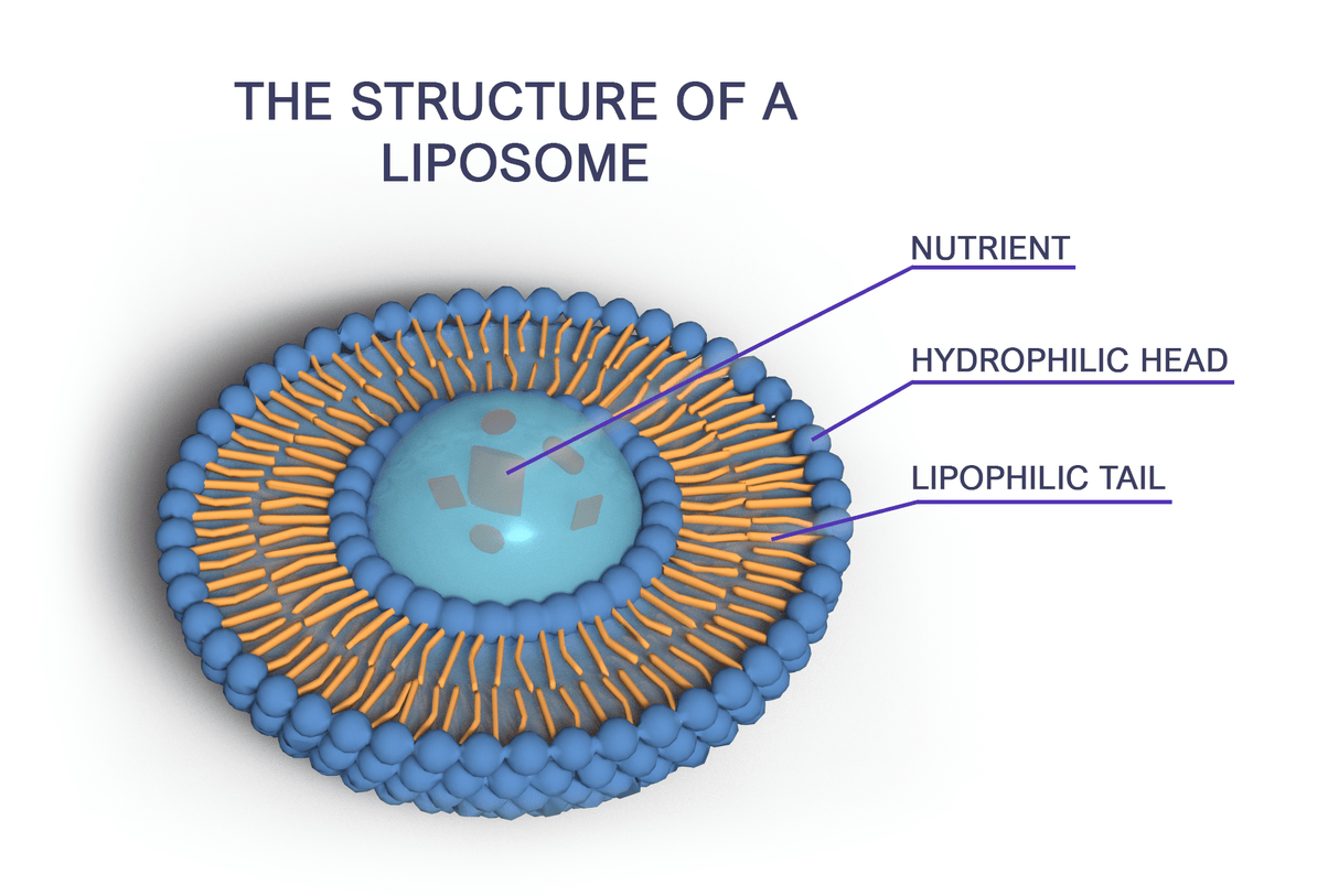 Liposomal Curcumin 150 mg 180 - Uno Vita AS