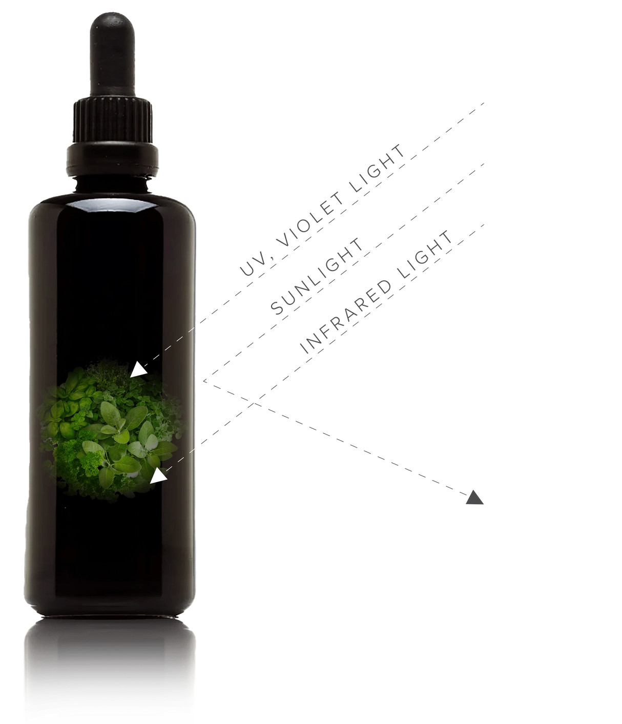 Nettoyage des protéines étrangères