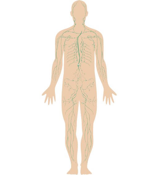 Mushroom Immune with Beta Glucans (30) - Uno Vita AS