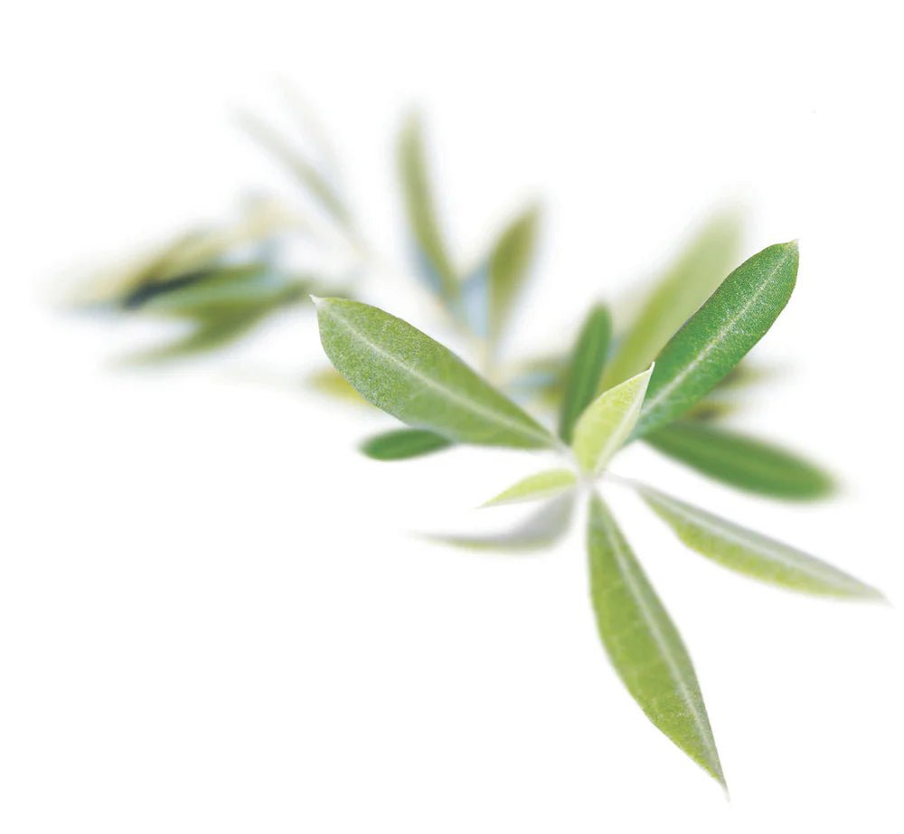 OLIVIE BEAUTY – Bio-zertifizierte Gesichtscreme – Uno Vita AS