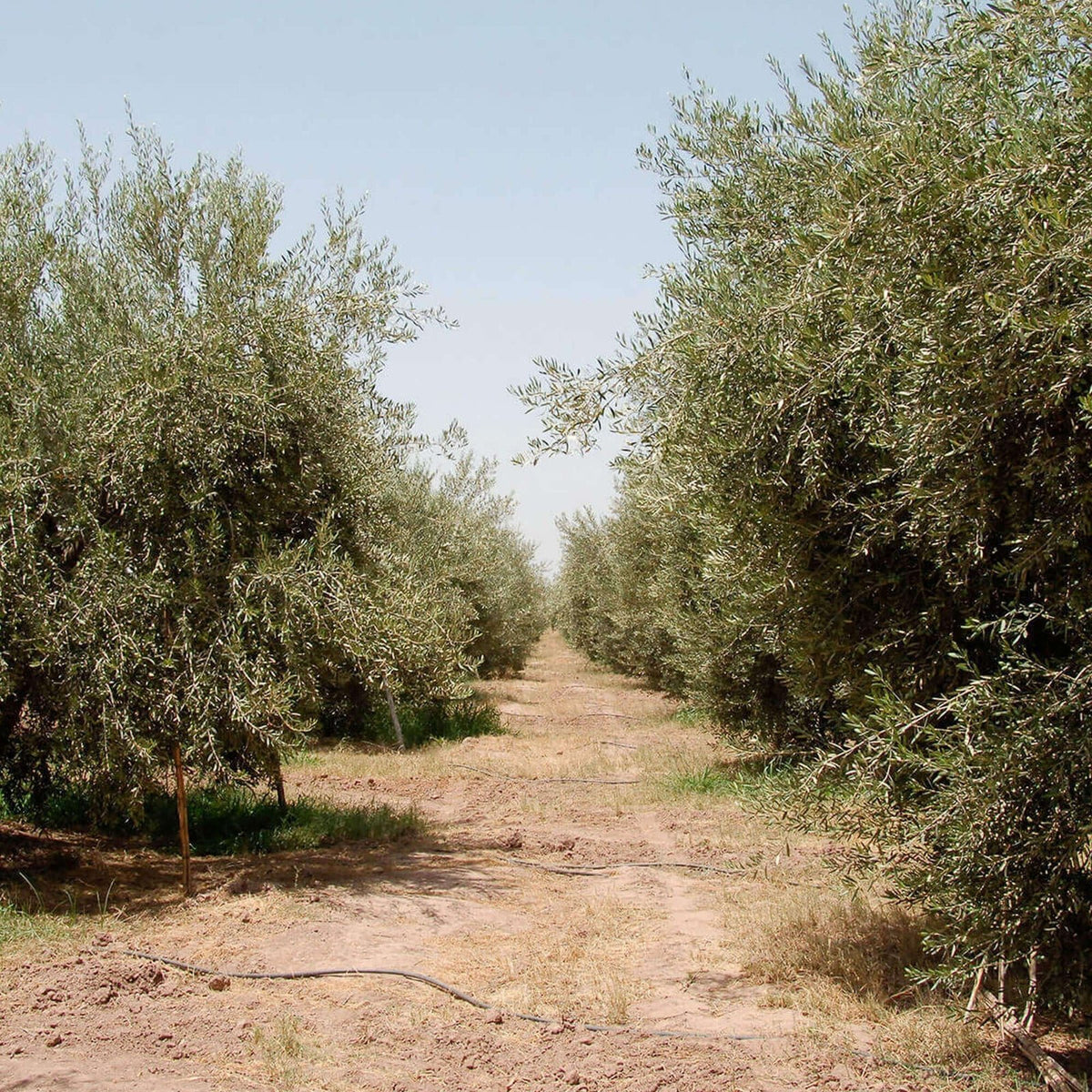 Rows of olive trees with green leaves, dry soil conditions and traces of irrigation systems in the Moroccan landscape.