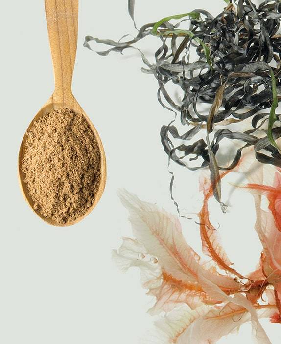 PektiCLEAN® micro (remplacé par MCS Formulas Citrus Pection recommandé)