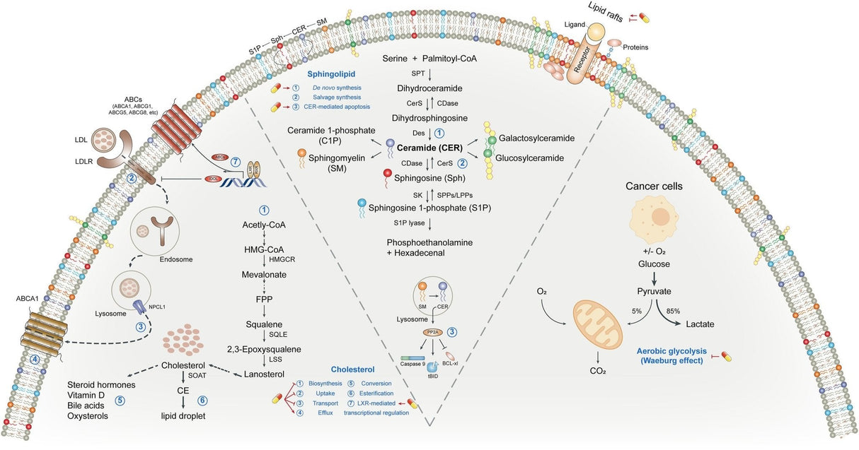 Växtsteroler - Beta - Sitosterol - Uno Vita AS