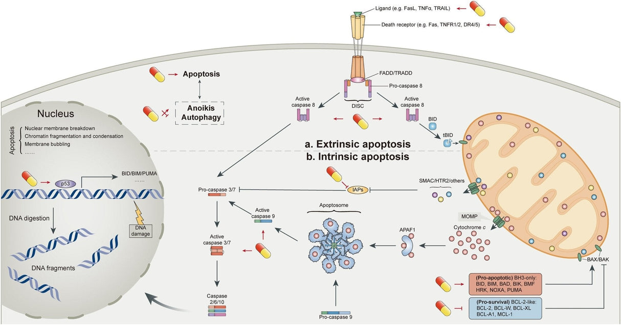 Växtsteroler - Beta - Sitosterol - Uno Vita AS