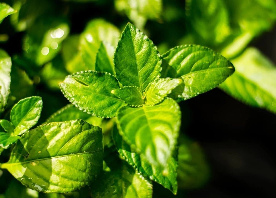 Esteroles vegetales - Beta - Sitosterol - Uno Vita AS