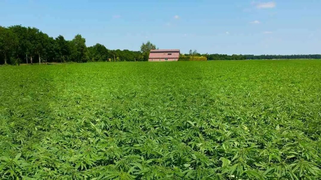 C60 in hemp seed oil - Uno Vita AS