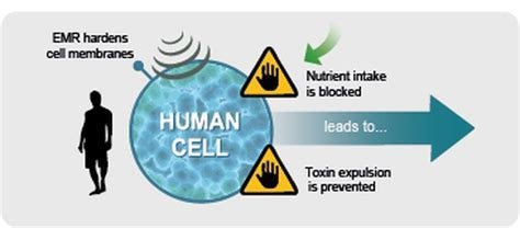 WaveRider – EMF-Schutz (MRET-Technologie) – Uno Vita AS