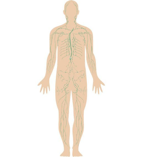 Betaglukaner: God støtte for immunsystemet