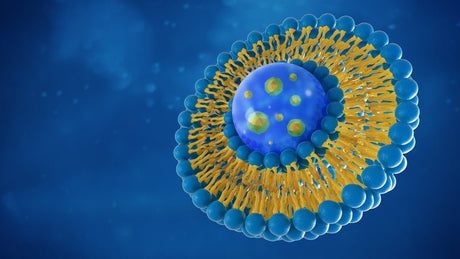 Fordelene med liposomer: Hva de er, og hvordan de fungerer - Uno Vita AS