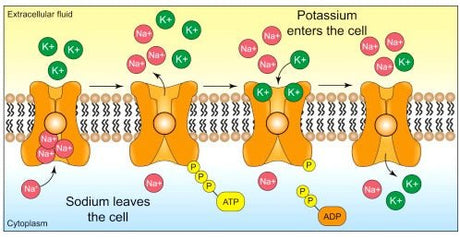 Protokoll for normalisering av energi og cellefunksjon - Uno Vita AS