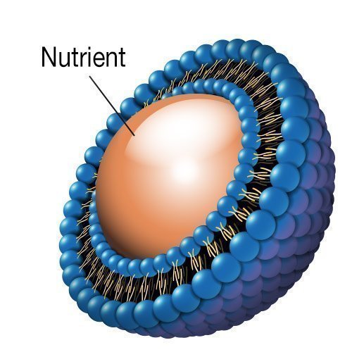 Liposomal Honokiol & Liposomal Nutrients for Better Absorption