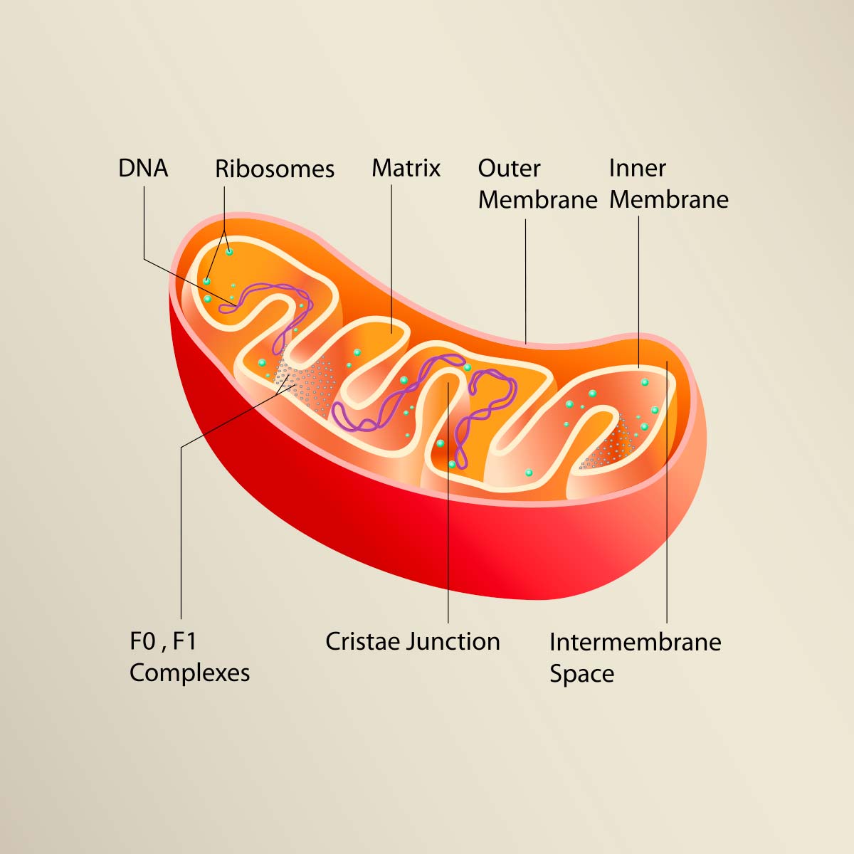 Sistema de terapia PEMF CellVital-Homecare