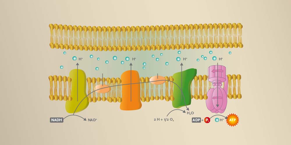 Sistema de terapia PEMF CellVital-HomECare