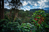 Regenwaldmischung ganzer Bohnenkaffee