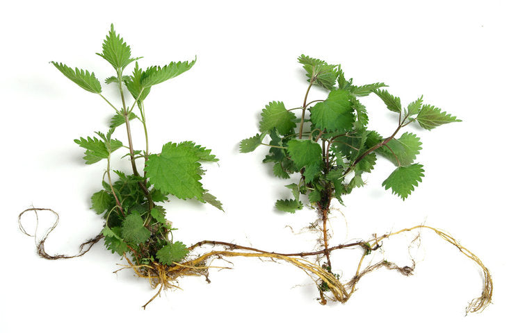 TOUT EXTRAIT NATURELLE ROOT ROAD avec des soins aux gains d'ortie 5% de phytostérols