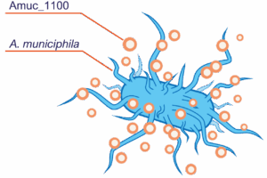 Akkermansia Muciniphila Cápsulas (30 cápsulas de 30 billones)