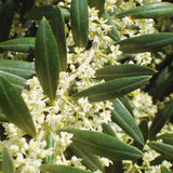 OLIVIE BEAUTY – Bio-zertifizierte Gesichtscreme