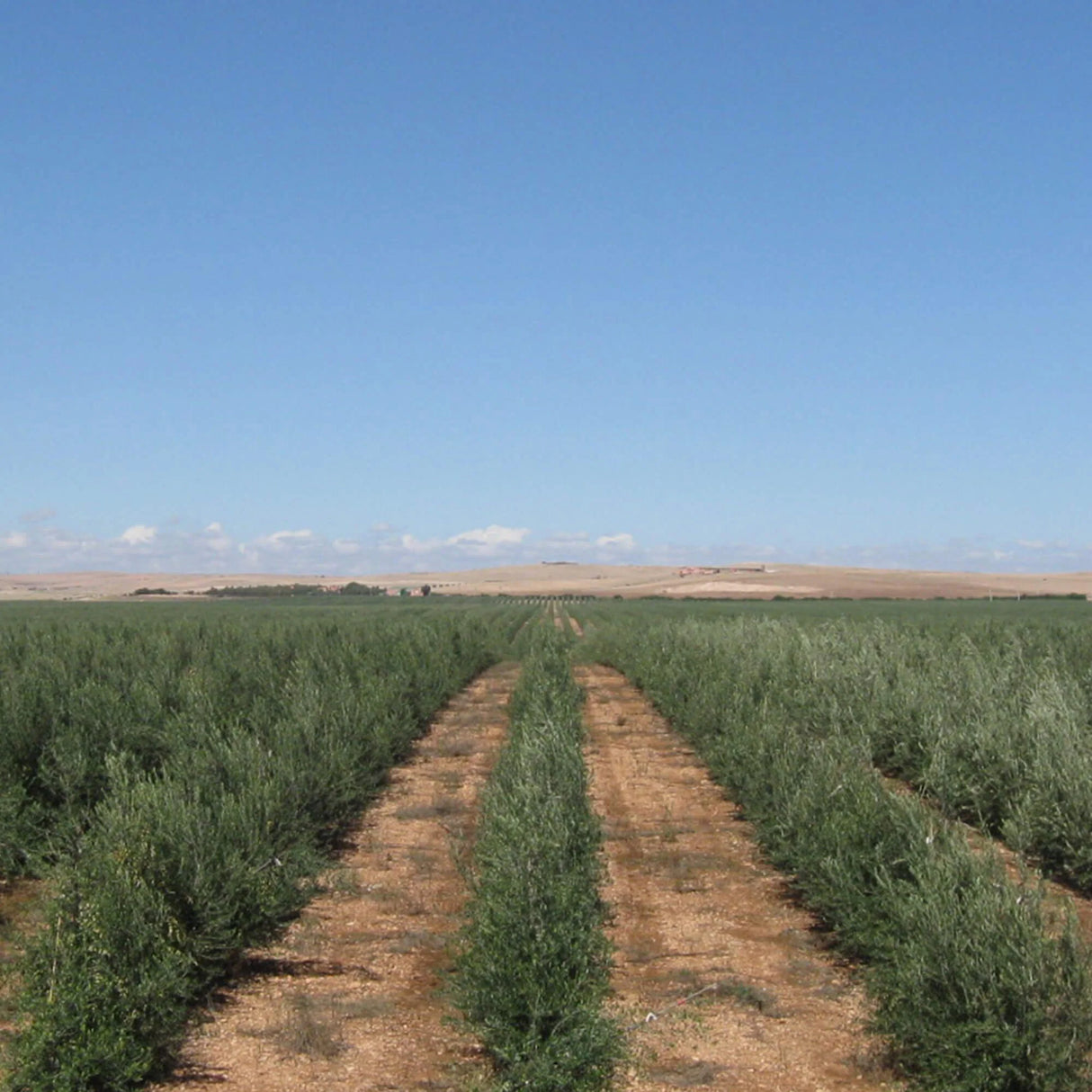 OLIVIE POWER UP - Rare Healthy Pearls... (100 grams)