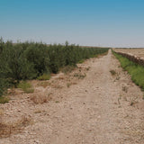 OLIVIE SMILE - Natural teeth whitening from desert olive trees