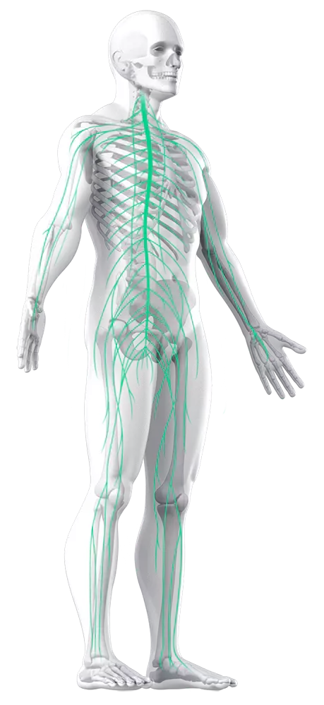 Fréquence cardiaque - votre dispositif de stimulation nerveuse vague