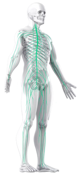 Fréquence cardiaque - votre dispositif de stimulation nerveuse vague