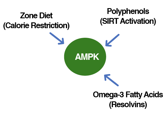 AMPK stoffskifteaktivator (ActivAMPK®) - Uno Vita AS