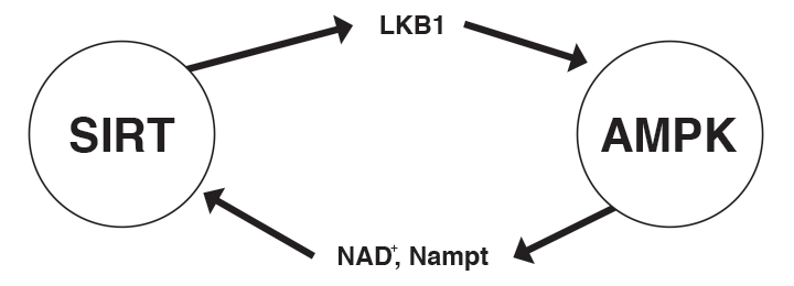 AMPK stoffskifteaktivator (ActivAMPK®) - Uno Vita AS