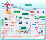 Apigenin - 50mg Optimal Dose (120 capsules) - Uno Vita AS