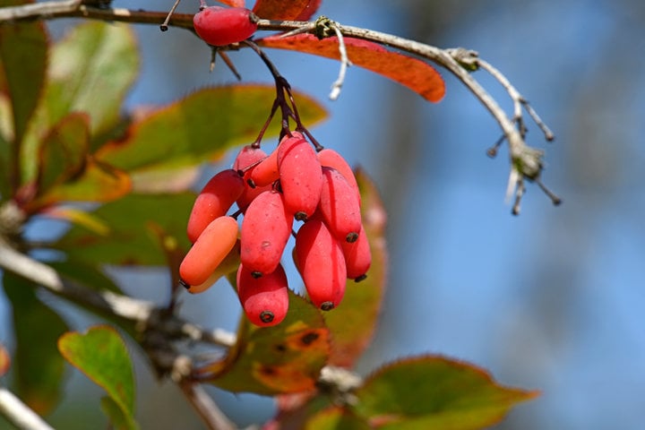 Berberine Pure (450mg) - Uno Vita AS