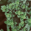 Green, aromatic thyme leaves with small, bright flowers and delicate structures, moist with dew.