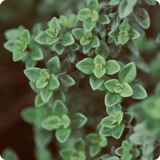 Green, aromatic thyme leaves with small, bright flowers and delicate structures, moist with dew.