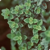 Grüne, aromatische Thymianblätter mit kleinen, leuchtenden Blüten und zarten Strukturen, feucht vom Tau.