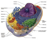 Inhalador Hue Light Hydrogen (1400 ml H2 - profesional) - Uno Vita AS