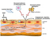 Hue Light Whole Body Photobiomodulation - Uno Vita AS