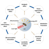 Hue Light Whole Body Photobiomodulation - Uno Vita AS