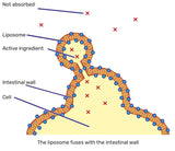 Liposomal Curcumin 150 mg 180 - Uno Vita AS