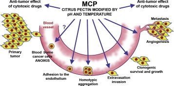 Modifierad citruspektin (MCP) kapslar (60) - Uno Vita AS