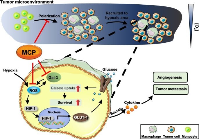 Modifierad citruspektin (MCP) kapslar (60) - Uno Vita AS