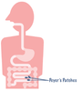 Pilzimmun mit Beta-Glucanen (30) – Uno Vita AS